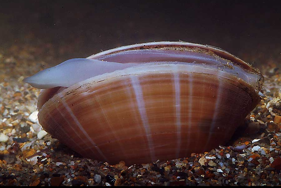 Mactra stultorum